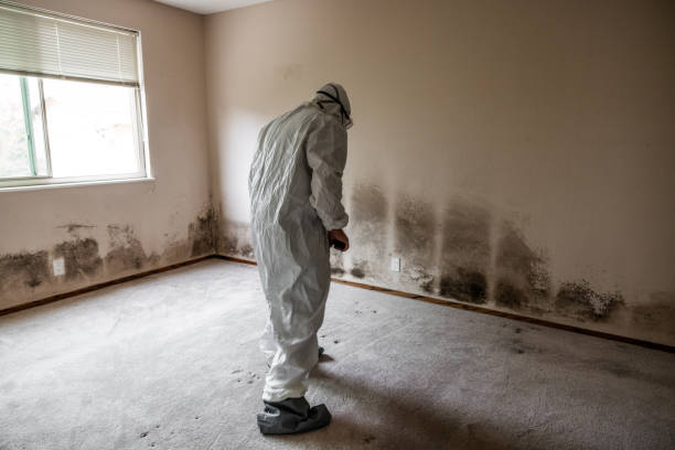 Mold Removal Process in Mount Sterling, KY