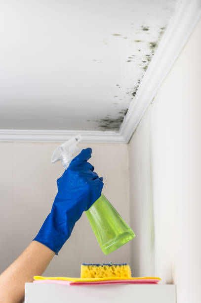 Crawl Space Mold Removal in Mount Sterling, KY